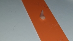 Cestoda