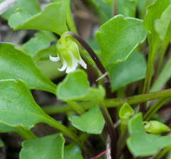Viola cleistogamoides