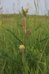 Astragalus alopecurus