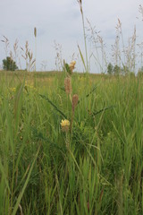 Astragalus alopecurus