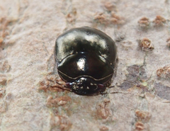 Brachyplatys punctipes