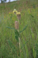 Astragalus alopecurus