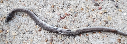 Rough Earthsnake