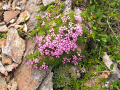 Silene acaulis acaulis