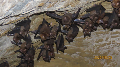 Hipposideros armiger observed 2026-10-05
