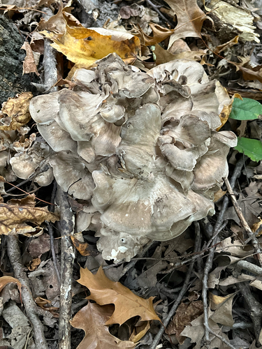 hen of the woods