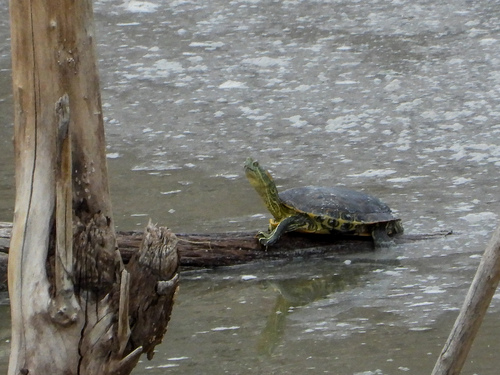 Jicotea del Rio Nazas