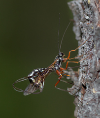 Megarhyssa rixator