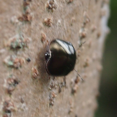 Brachyplatys punctipes