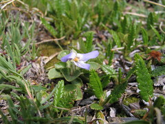 Viola rupestris