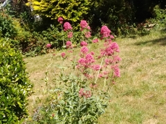 Centranthus ruber