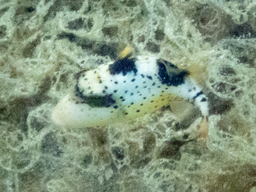 Pseudobalistes flavimarginatus observed 2026-10-08