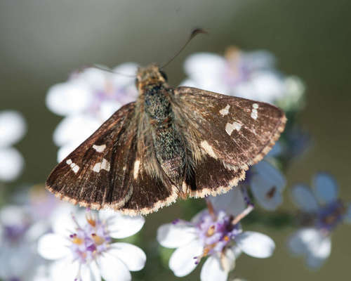 Barred Skipper