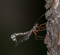 Megarhyssa rixator