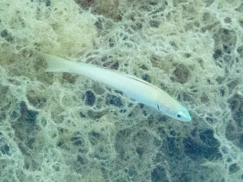 Ptereleotris microlepis observed 2026-10-08