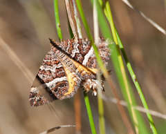 Chrysolarentia vicissata