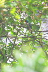 Chrysococcyx maculatus