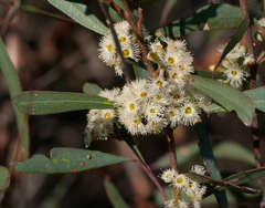 Eucalyptus polybractea