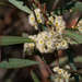 Eucalyptus polybractea - Photo (c) chrisclarke25, algunos derechos reservados (CC BY), uploaded by chrisclarke25