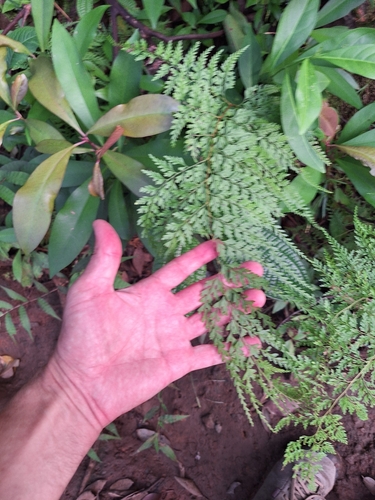 Lindsaea, 2026-10-09