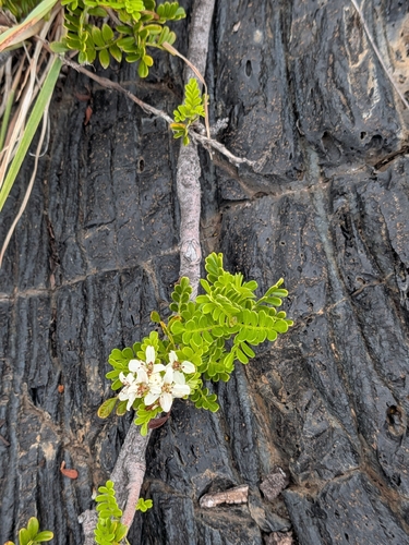 Osteomeles anthyllidifolia observed 2026-10-01