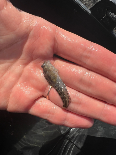Yatabe Blenny
