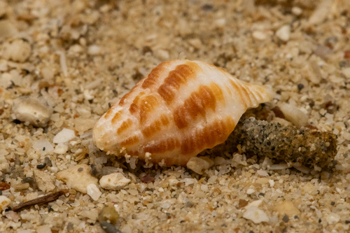 Cantharus fumosus observed 2026-10-09