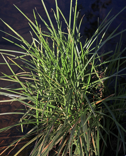 Schoenoplectus americanus observed 2026-10-09