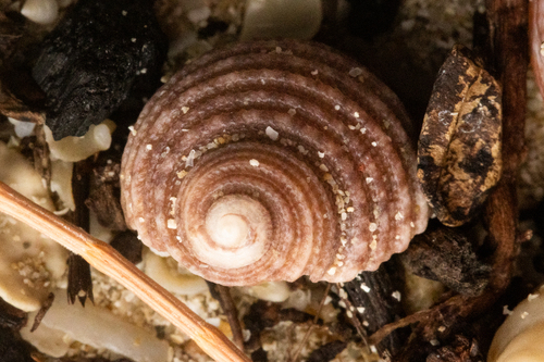 Euchelus atratus observed 2026-10-09