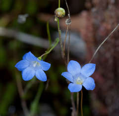 Wahlenbergia stricta stricta