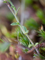 Wahlenbergia stricta stricta