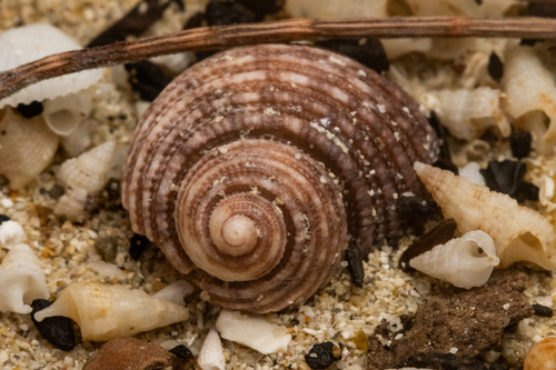 Euchelus atratus observed 2026-10-09