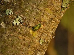 Diabrotica porracea