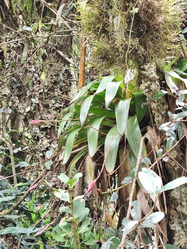 Tillandsia complanata, 2026-10-11