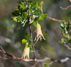 Correa glabra glabra