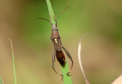 Mirperus jaculus