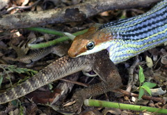 Psammophis punctulatus