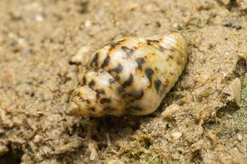 Euplica scripta observed 2026-10-09