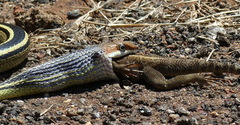 Psammophis
