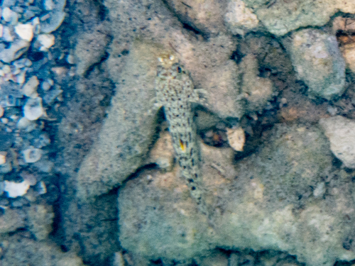 Istigobius ornatus observed 2026-10-09