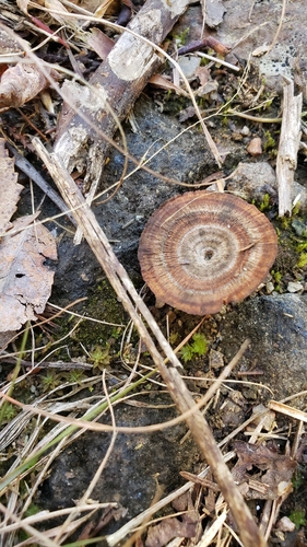 Coltricia cinnamomea observed 2026-10-10
