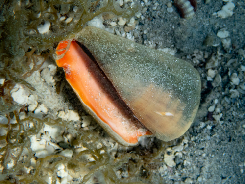 Strombus luhuanus observed 2026-10-09