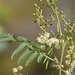 Acacia deanei paucijuga - Photo (c) Chris Clarke, alguns direitos reservados (CC BY), uploaded by Chris Clarke