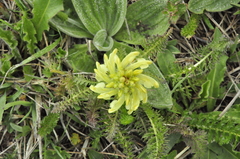 Pedicularis sibthorpii