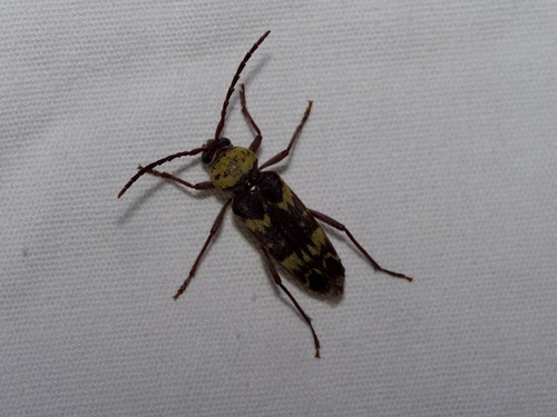 Megacyllene antennata
