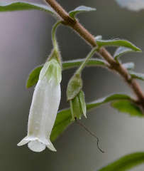 Fieldia australis