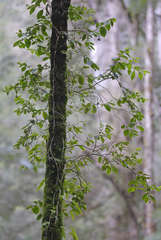 Fieldia australis