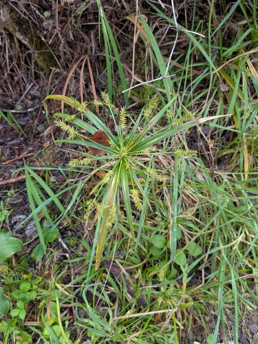 Cyperus meyenianus observed 2026-10-02