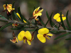 Bossiaea rosmarinifolia