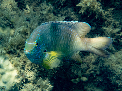 Dischistodus prosopotaenia observed 2026-10-09